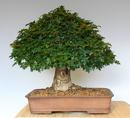 Acer campestre 201209_001a.JPG