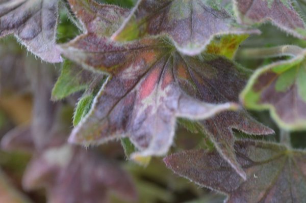 Herbstfärbung vor dem Blattfall