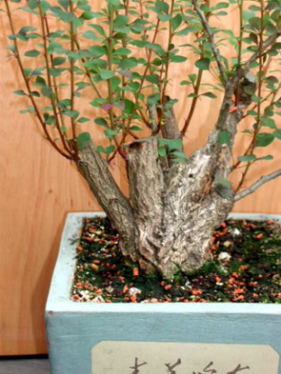Berberitzen-Stumpen, Durchmesser 8 cm
