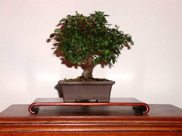 Shohin-Berberitze, Höhe ab Schalenrand 19 cm, Stammdurchmesser 2,5 cm