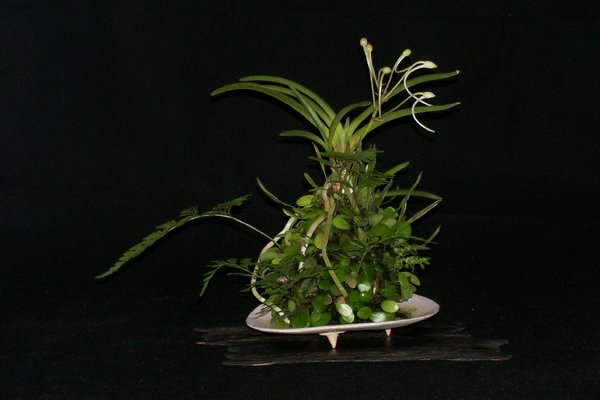 Orchidee mit Farnen