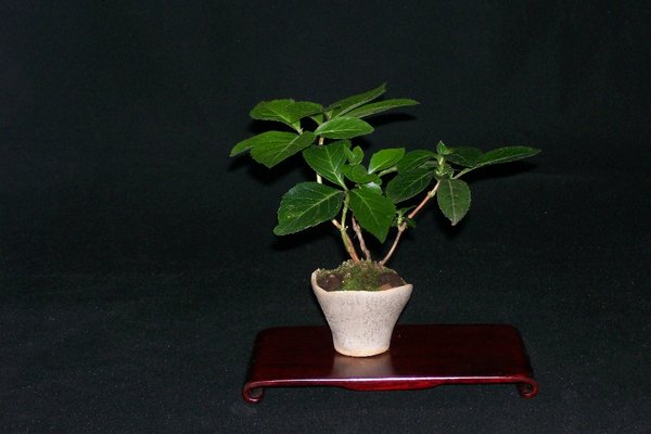 Japanische Hortensie