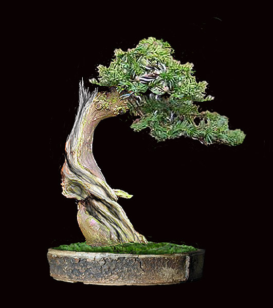 Wolfi´s-Taxus.jpg
