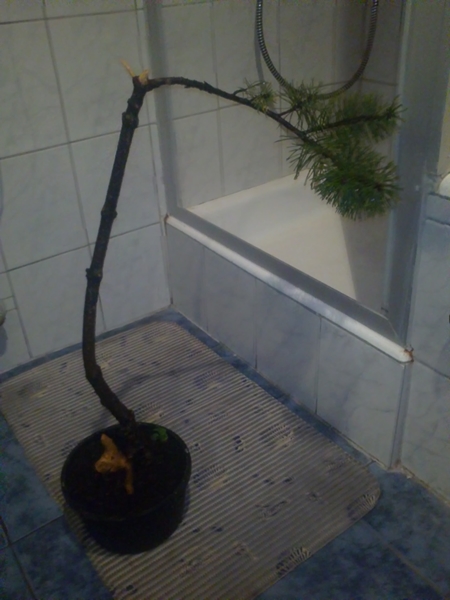 Bild1
