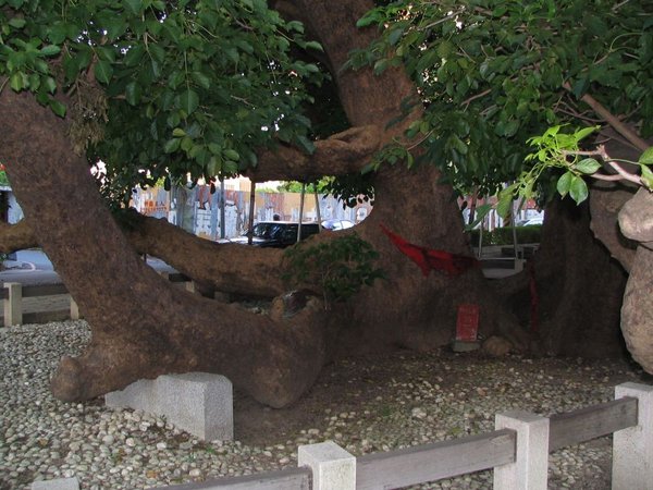 Mehrfachstamm Taichung.jpg