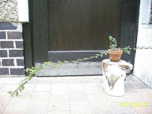 120821_Thaiw.Ulme_01.jpg