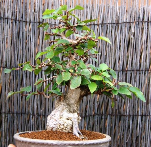 kleine dicke carpinus coreana - wird mal nicht schlecht