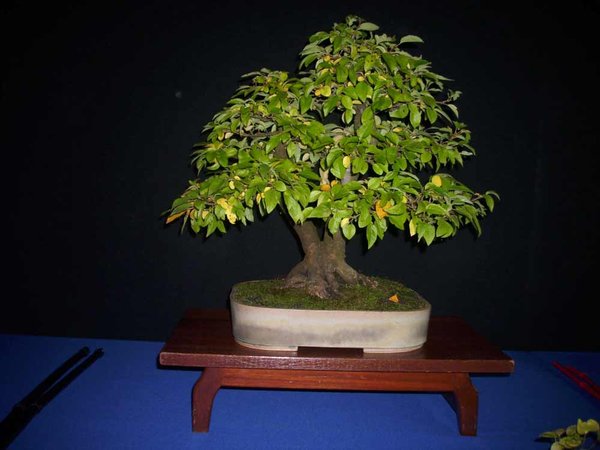 DSCI0044.jpg