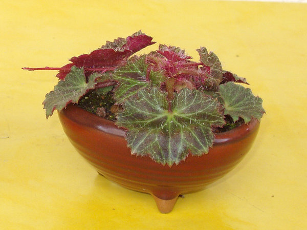 mein Saxifraga in grün