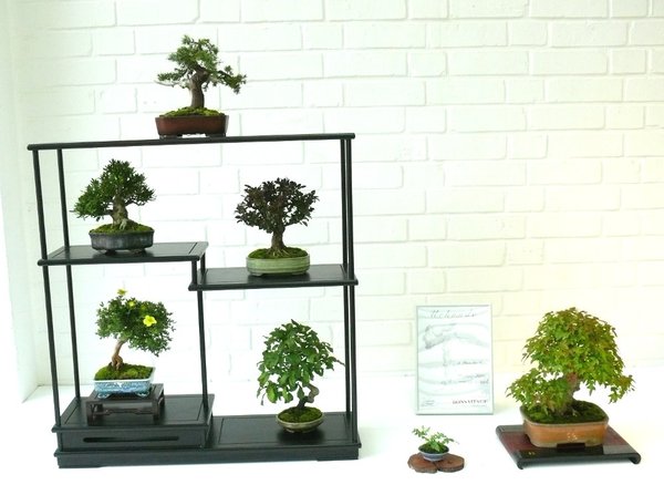 Shohin-Display (Wacholder, Satsuki-Azalee, Berberitze, Potentilla, Kaki-Pflaume, Farn, Dreispitzahorn) 3. Preis der Jury
