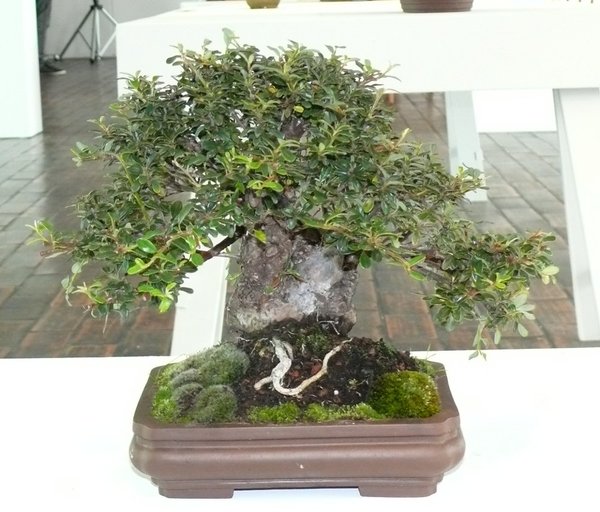 Cotoneaster - Zwergmispel