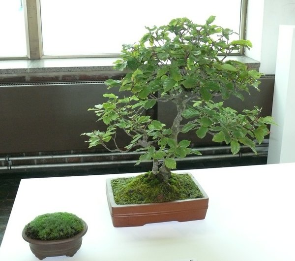 Fagus sylvatica - Rotbuche