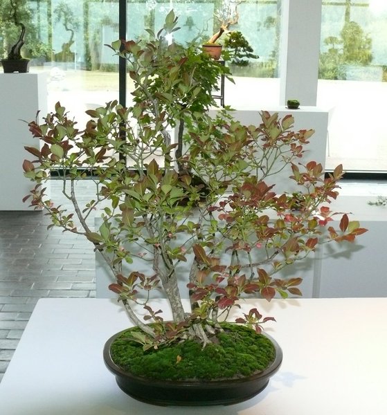 Pfaffenhütchen- Mehrfachstamm (Euonymus europaeus)