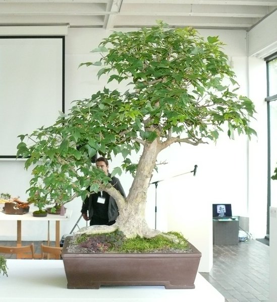 Acer buergerianum - Dreispitzahorn