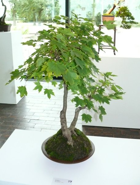 Spitzahorn - Acer platanoides