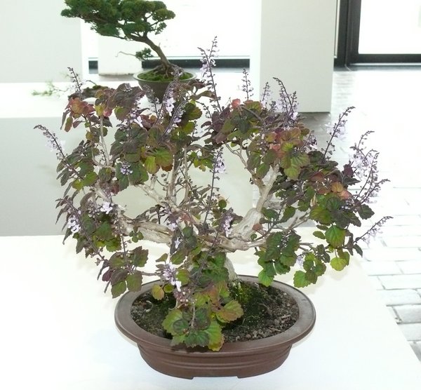 Harfenstrauch - Plectranthus