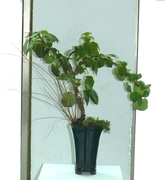 Kletterhortensie - Hydrangea petiolaris