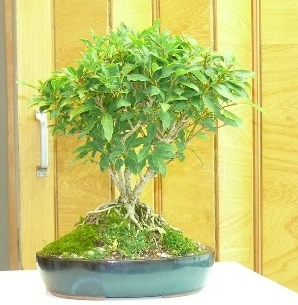 Forsythie