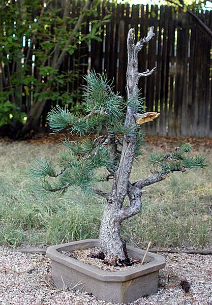 Dsc_1455v.jpg
