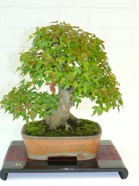 Dreispitzahorn - Acer buergerianum