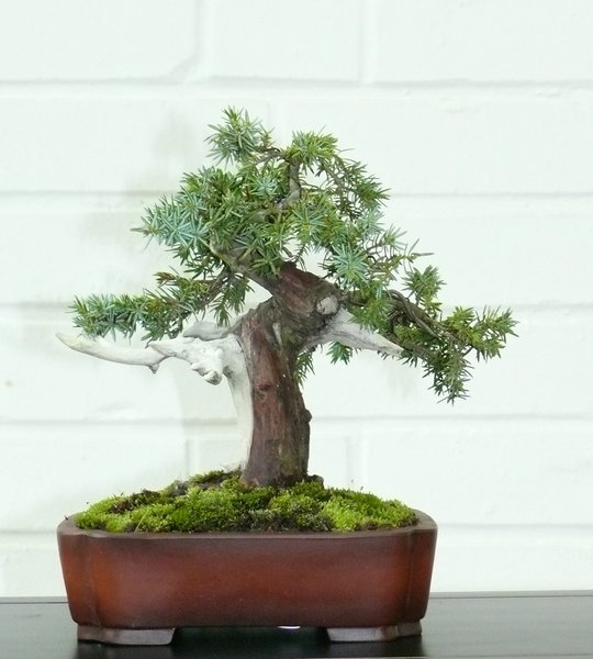 Wacholder - Juniperus communis