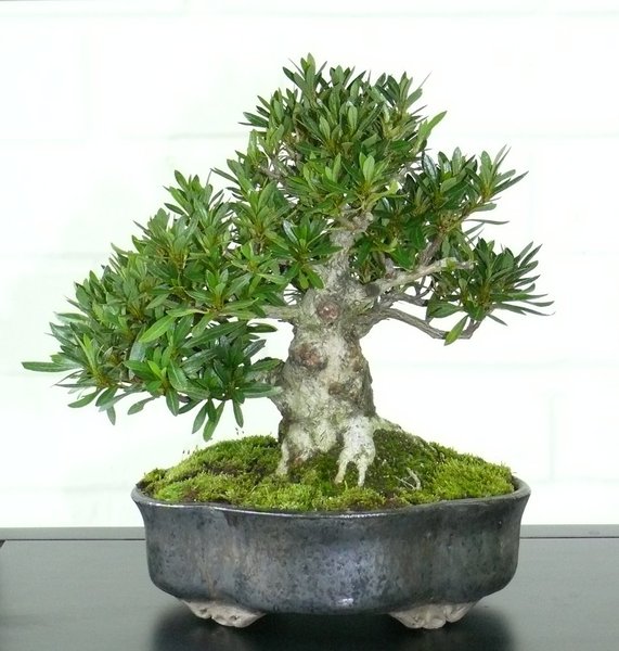 Satsuki-Azalee - Rhododendron indicum "Hakuryu"