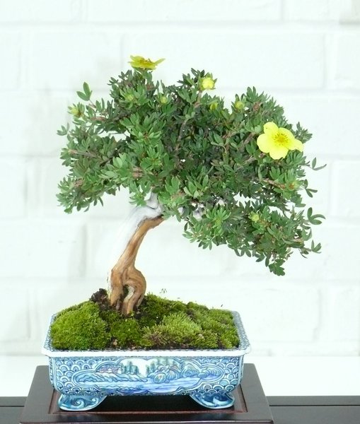 Fingerstrauch - Potentilla fruticosa