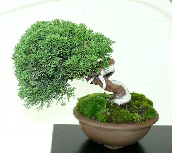 Japanischer Wacholder - Juniperus sargentii "Itoigawa"