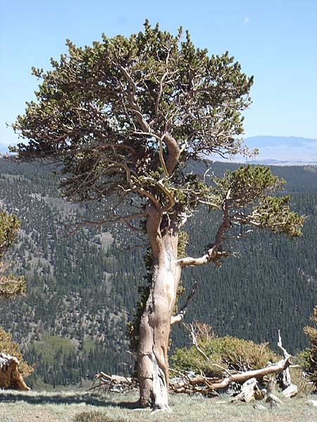 limber-forest-066v.jpg