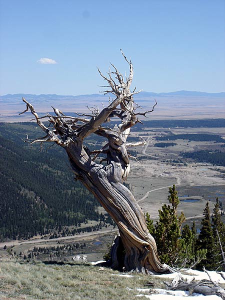 limber-forest-064v.jpg
