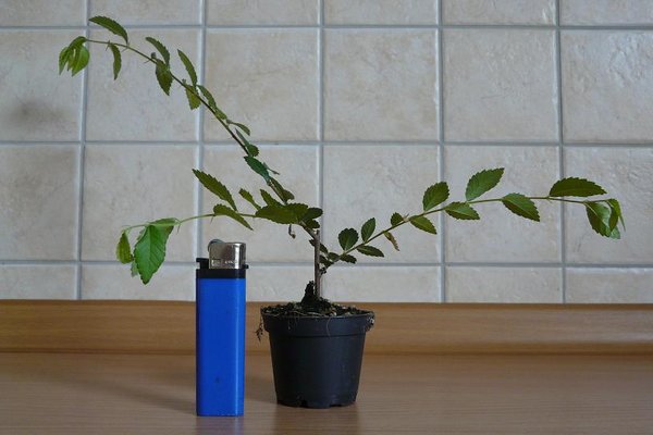 März 2012: Vor dem ersten Umtopfen
