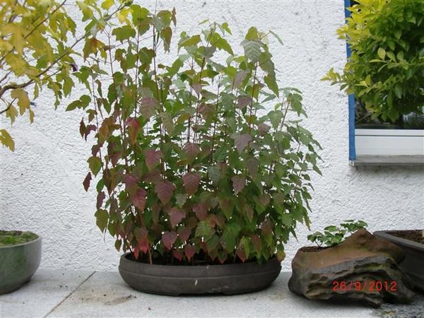Herbstfärbung setze ein