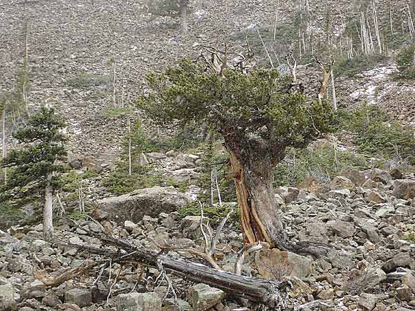 Walters-limber-pines-010v.jpg