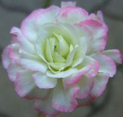 BILD1570.JPG
