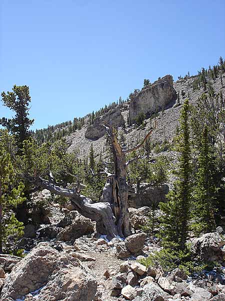 limber-forest-013v.jpg
