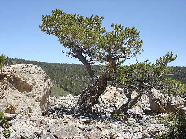 limber-forest-018v.jpg