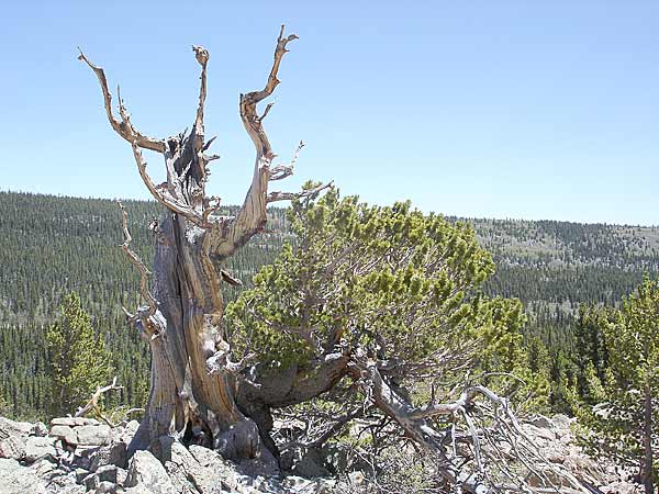 limber-forest-023v.jpg