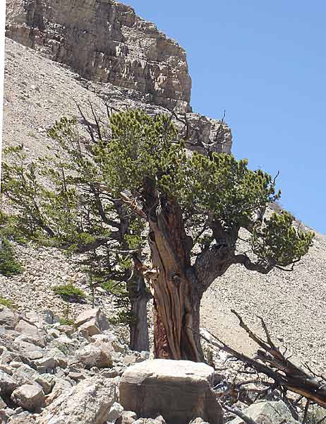 limber-forest-041v.jpg