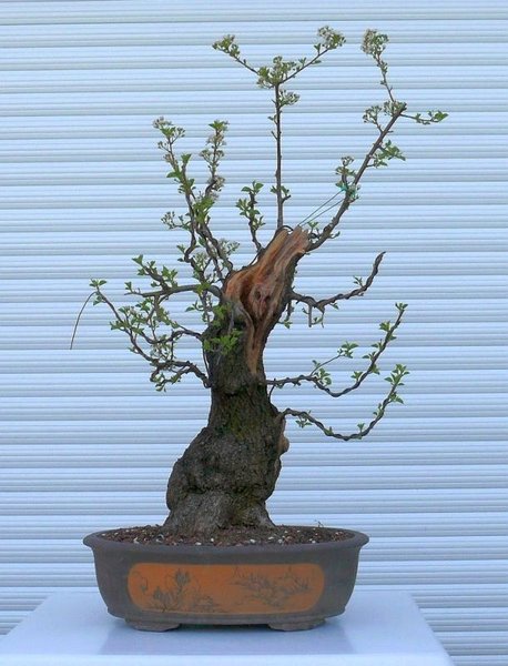2012-04-30-Mahaleb.jpg