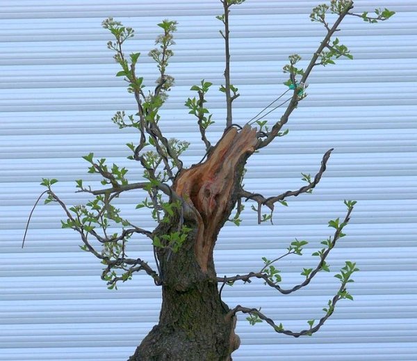 2012-04-30-Mahaleb-2.jpg
