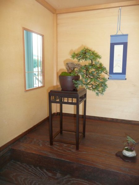 bonsai burghausen 005.jpg
