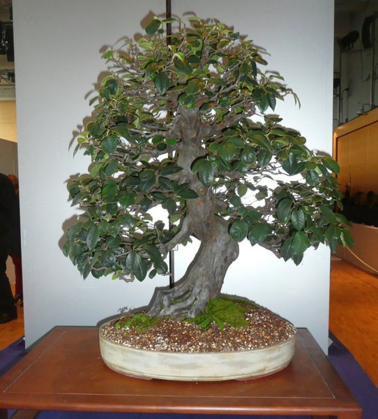 bonsai burghausen 010.jpg