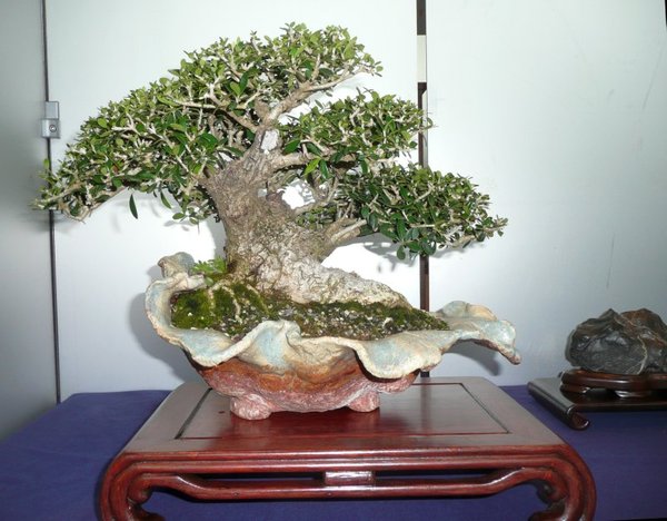 bonsai burghausen 011.jpg