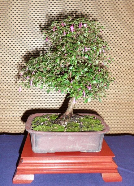 bonsai burghausen 012.jpg