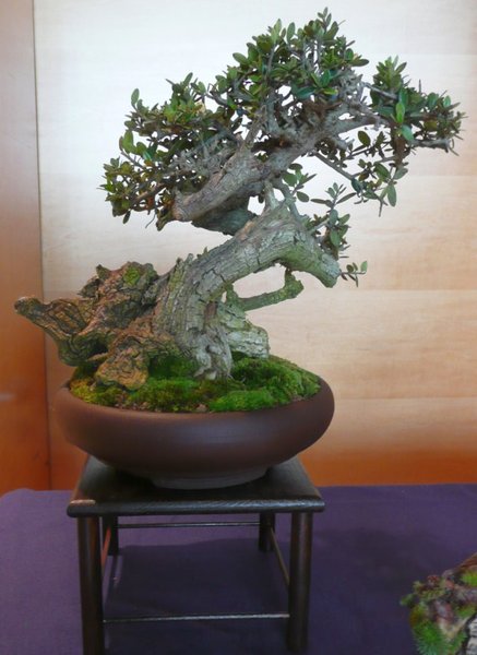 bonsai burghausen 013.jpg