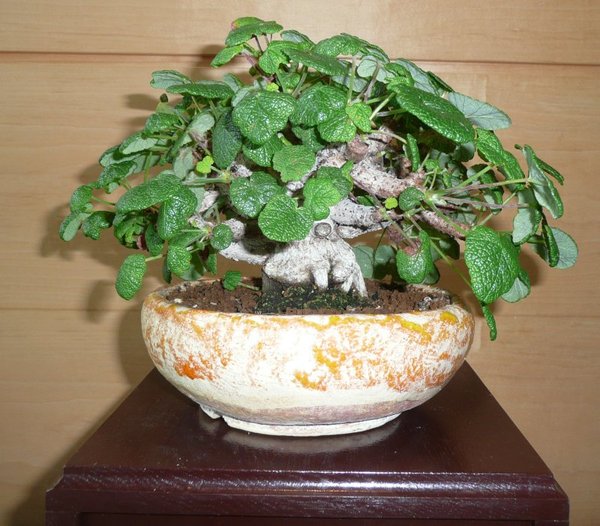 bonsai burghausen 014.jpg
