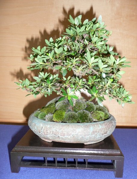 bonsai burghausen 015.jpg