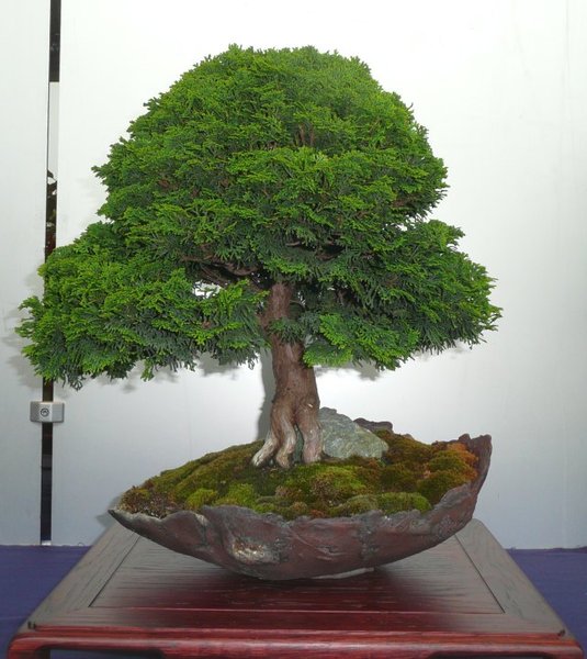 bonsai burghausen 016.jpg