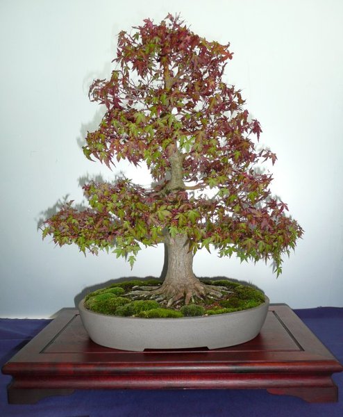 bonsai burghausen 018.jpg