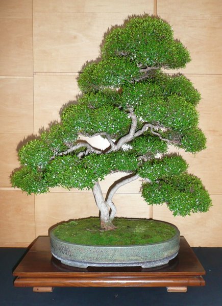 bonsai burghausen 019.jpg